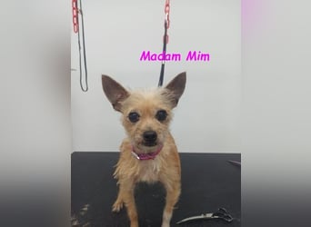 Madam Mim geb. 01/2017 (ESP) - Yorkshire-Terrier-Mix-Dame sucht ein liebevolles Zuhause!