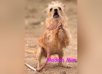 Madam Mim geb. 01/2017 (ESP) - Yorkshire-Terrier-Mix-Dame sucht ein liebevolles Zuhause!