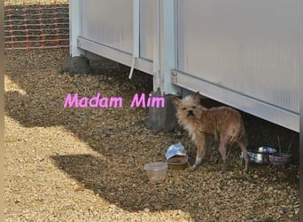 Madam Mim geb. 01/2017 (ESP) - Yorkshire-Terrier-Mix-Dame sucht ein liebevolles Zuhause!