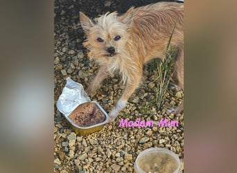 Madam Mim geb. 01/2017 (ESP) - Yorkshire-Terrier-Mix-Dame sucht ein liebevolles Zuhause!