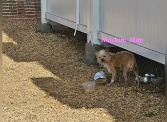 Madam Mim geb. 01/2017 (ESP) - Yorkshire-Terrier-Mix-Dame sucht ein liebevolles Zuhause!