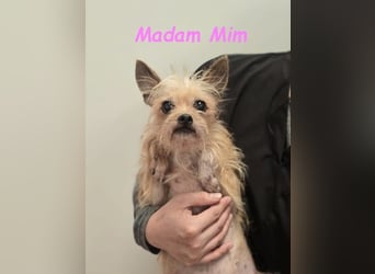 Madam Mim geb. 01/2017 (ESP) - Yorkshire-Terrier-Mix-Dame sucht ein liebevolles Zuhause!