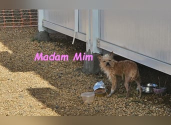 Madam Mim geb. 01/2017 (ESP) - Yorkshire-Terrier-Mix-Dame sucht ein liebevolles Zuhause!