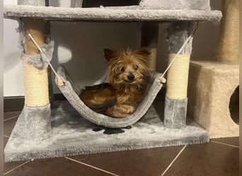 Cookie 24cm geb. 08/2013 wer gibt dem kleinen Kerl ein liebevolles Zuhause