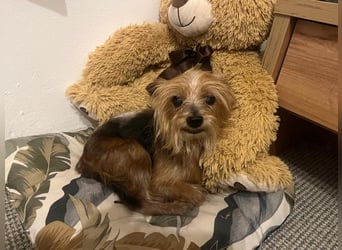 Cookie 24cm geb. 08/2013 wer gibt dem kleinen Kerl ein liebevolles Zuhause