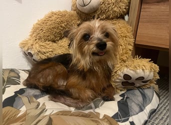 Cookie 24cm geb. 08/2013 wer gibt dem kleinen Kerl ein liebevolles Zuhause