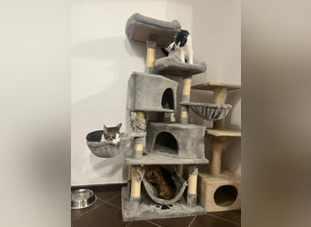 Cookie 24cm geb. 08/2013 wer gibt dem kleinen Kerl ein liebevolles Zuhause