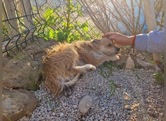 ROSS - sensibler Schatz