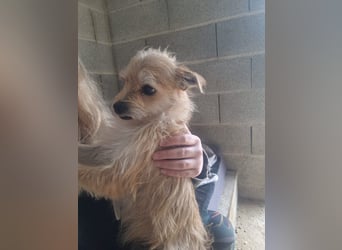 ROSS - sensibler Schatz