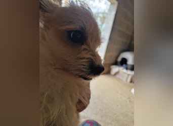 ROSS - sensibler Schatz