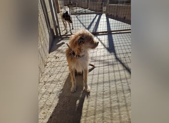 ROSS - sensibler Schatz