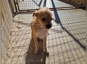 ROSS - sensibler Schatz