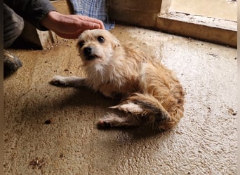 ROSS - sensibler Schatz