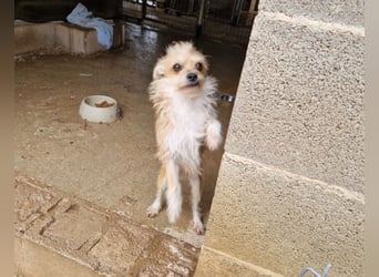 ROSS - sensibler Schatz