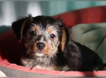 Letti und Lotti suchen ein Zuhause