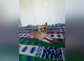 kleiner Safir sucht verantwortungsvolles Zuhause