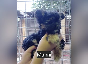 Manni, Safir, Iluna, Maxima und Bruna