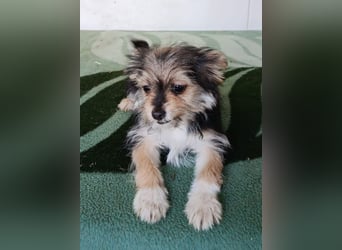 Iluna aus der Welpenbande