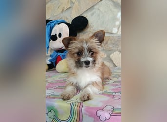 Safir aus der Welpenbande