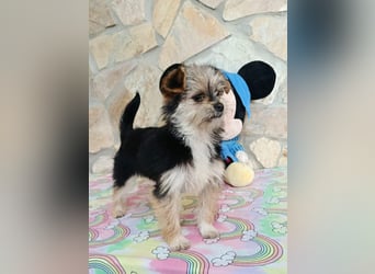 Iluna aus der Welpenbande