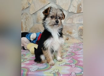 Iluna aus der Welpenbande