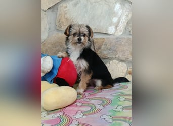 Iluna aus der Welpenbande