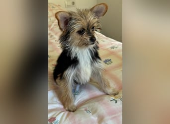 Iluna aus der Welpenbande