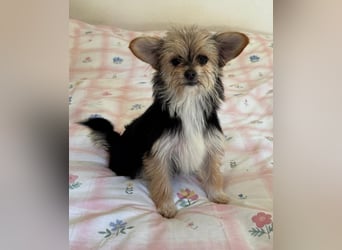 Iluna aus der Welpenbande