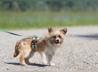 kleiner Safir sucht verantwortungsvolles Zuhause