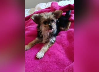 Iluna aus der Welpenbande