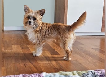 kleiner Safir sucht verantwortungsvolles Zuhause