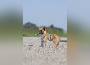 kleiner Safir sucht verantwortungsvolles Zuhause