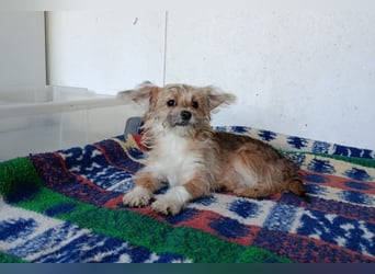 Maxima aus der Welpenbande