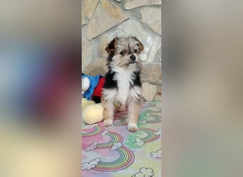 Iluna aus der Welpenbande