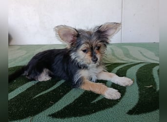 Iluna aus der Welpenbande