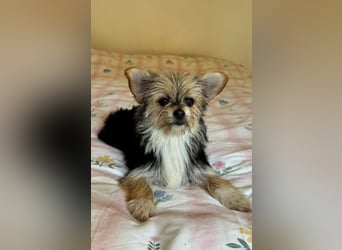 Iluna aus der Welpenbande