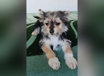 Iluna aus der Welpenbande