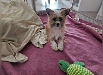 kleiner Safir sucht verantwortungsvolles Zuhause