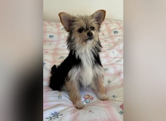 Iluna aus der Welpenbande