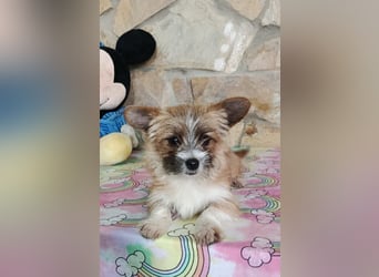 Safir aus der Welpenbande