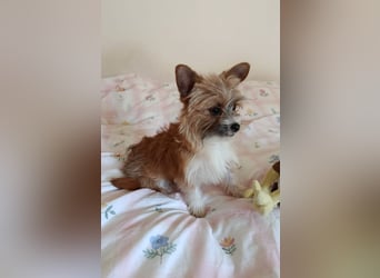kleiner Safir sucht verantwortungsvolles Zuhause