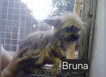 Manni, Safir, Iluna, Maxima und Bruna