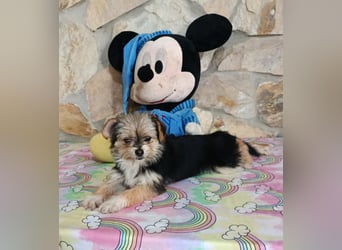 Iluna aus der Welpenbande