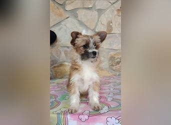 Safir aus der Welpenbande