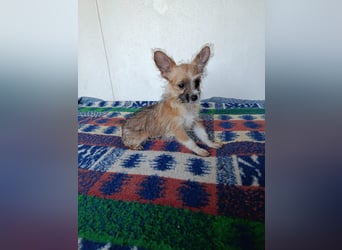 kleiner Safir sucht verantwortungsvolles Zuhause