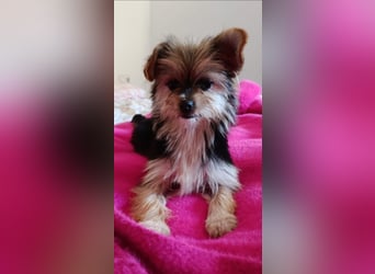 Iluna aus der Welpenbande