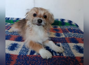 Maxima aus der Welpenbande