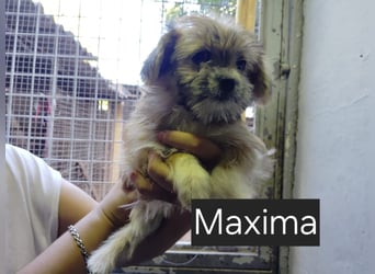 Manni, Safir, Iluna, Maxima und Bruna