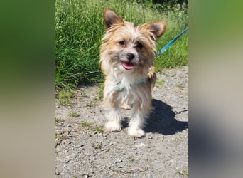 kleiner Safir sucht verantwortungsvolles Zuhause