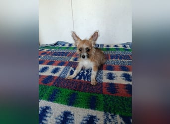 Safir aus der Welpenbande